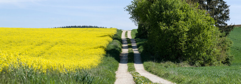 Weg durch die Felder